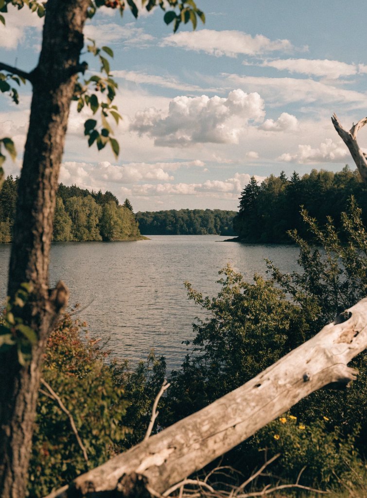 A calm lake seen through trees in late afternoon light